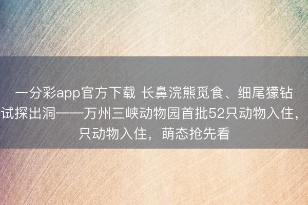 一分彩app官方下載 長鼻浣熊覓食、細尾獴鉆洞、土撥鼠試探出洞——萬州三峽動物園首批52只動物入住，萌態搶先看